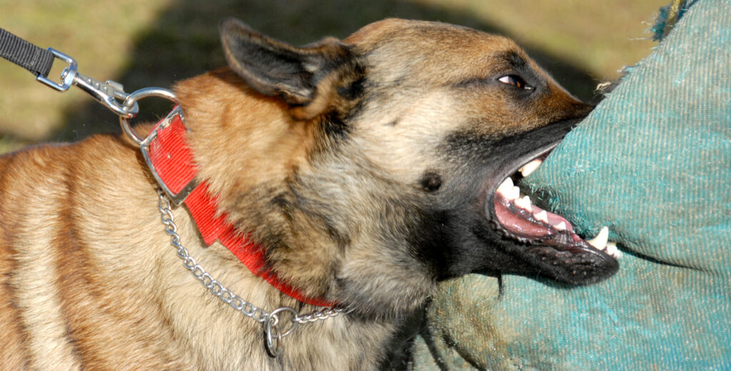 How a California Dog Attack Lawyer Handles Your Injury Case