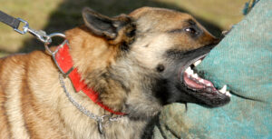 How a California Dog Attack Lawyer Handles Your Injury Case